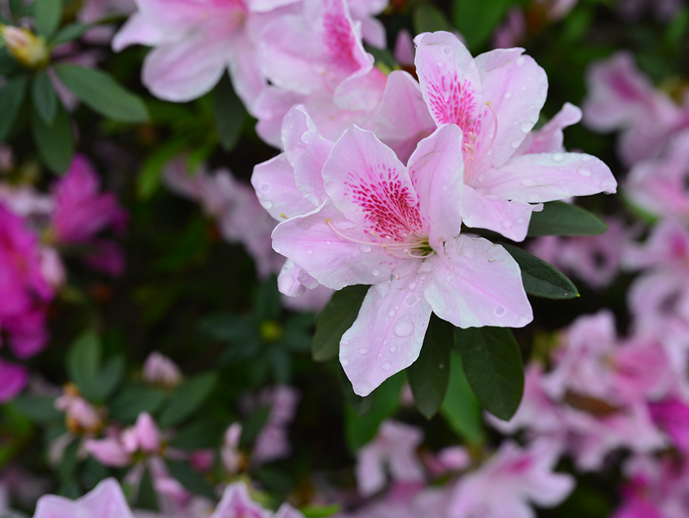 Azaleas