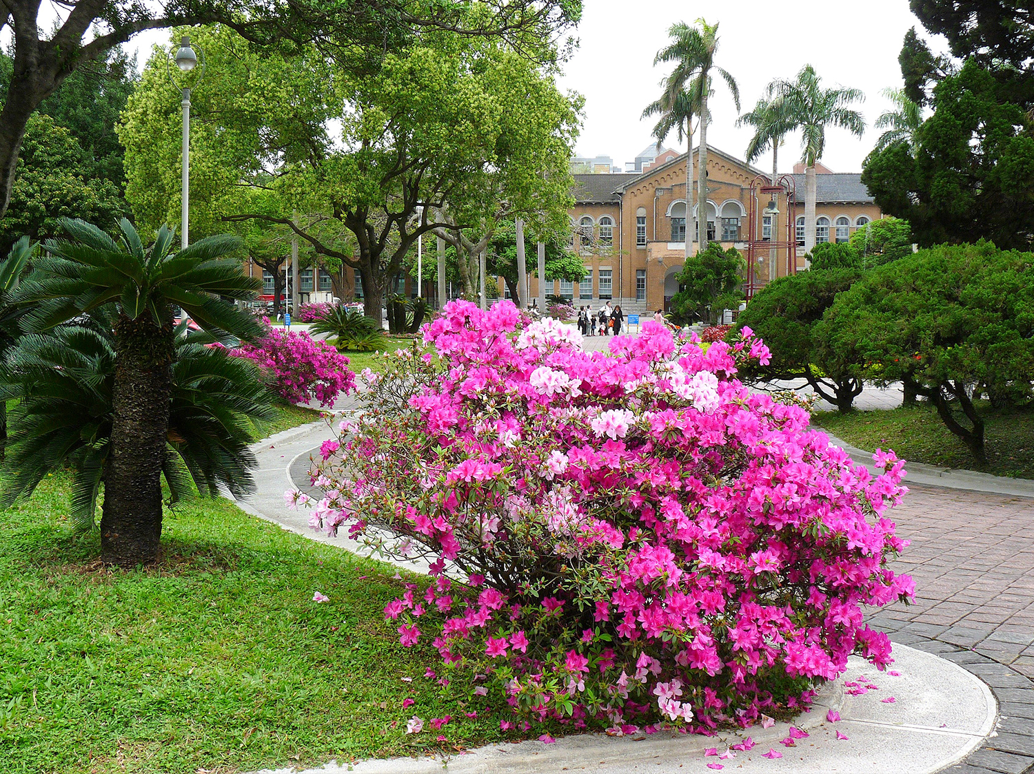 “The Beauty of NTU” Photography Contest (Photo by Hsu Jian-Lin, 2010) 