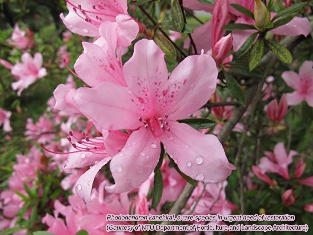 Rhododendron kanehirai, a rare species in urgent need of restoration(Courtesy of NTU Department of Horticulture and Landscape Architecture) 